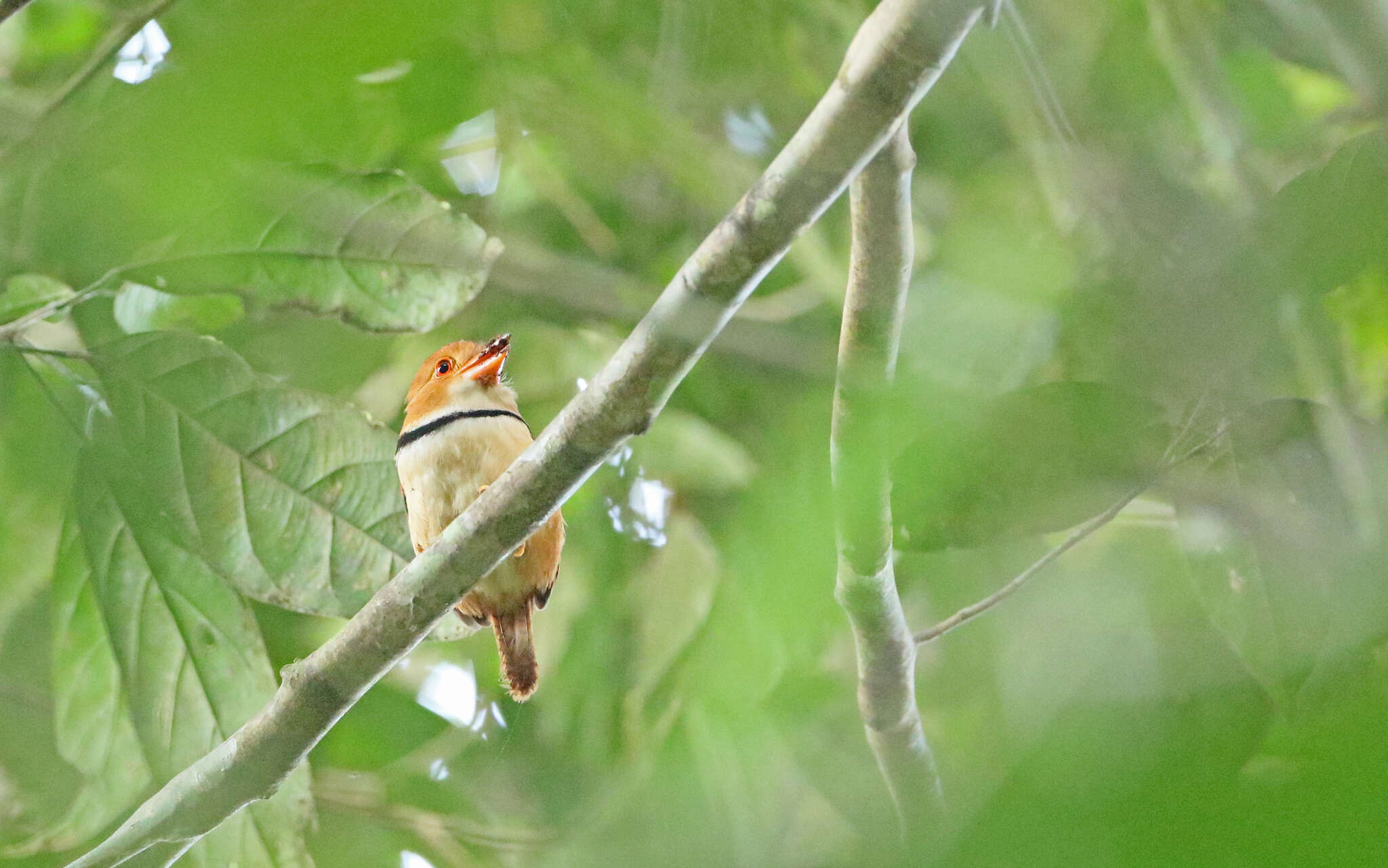 Image of Collared Puffbird