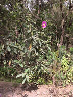 Image of Cistus symphytifolius Lam.