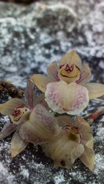 صورة Homalopetalum kienastii (Rchb. fil.) Withner