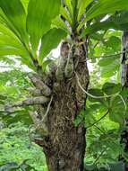 Image of Large-fruited Catasetum