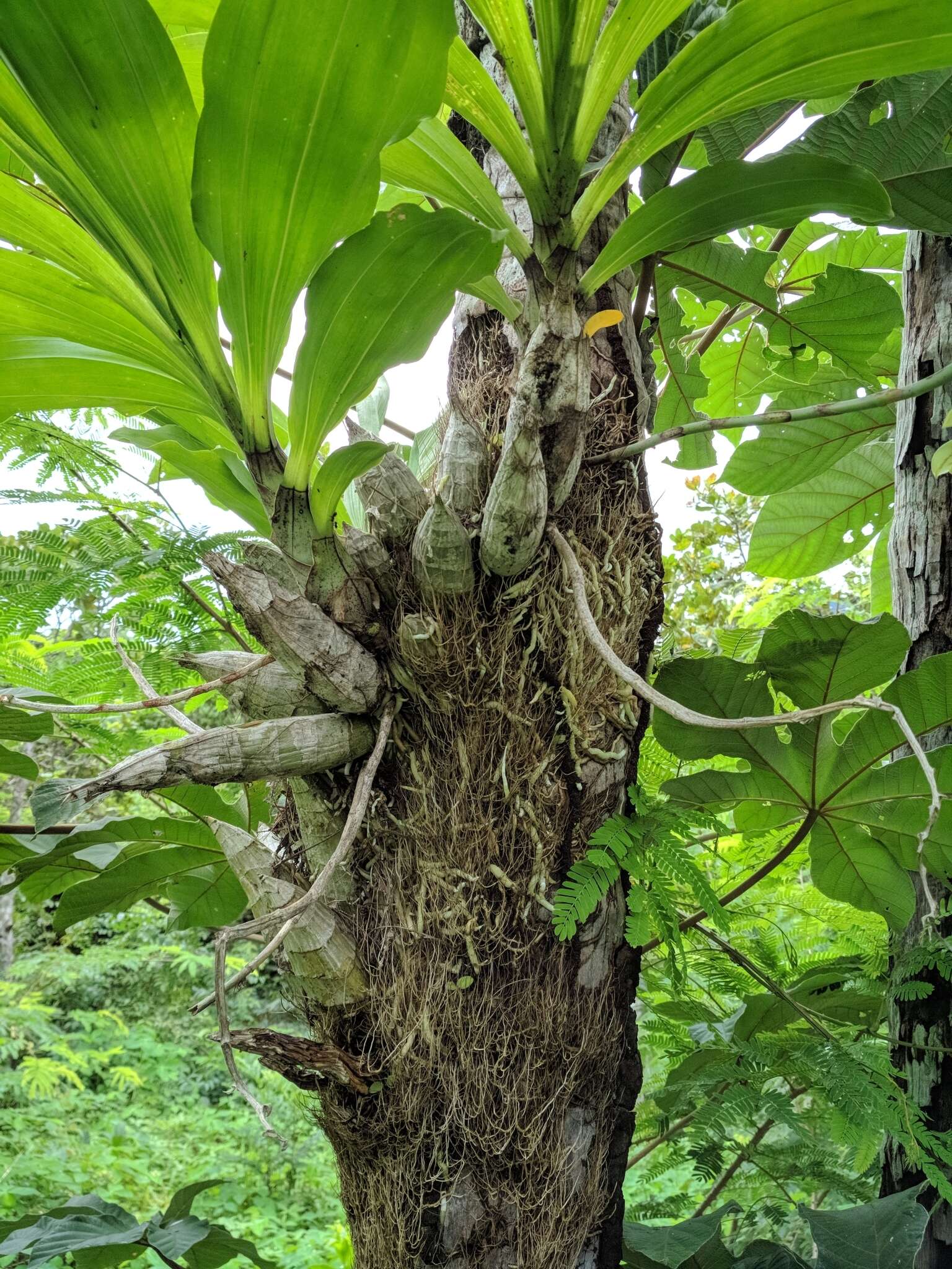 Image of Large-fruited Catasetum