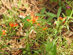 Image of Castilleja durangensis G. L. Nesom