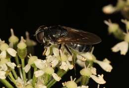 Imagem de Cheilosia vulpina (Meigen 1822)