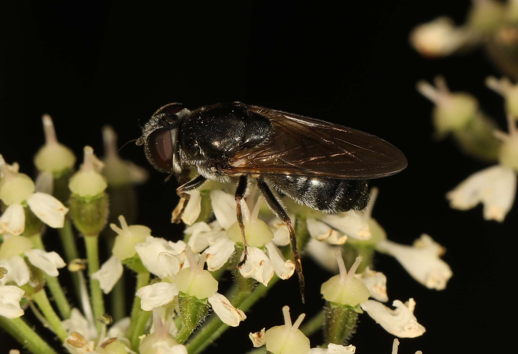 Image of Cheilosia vulpina (Meigen 1822)