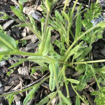 Imagem de Myosotis discolor Pers.