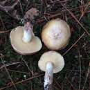 Image of Suillus neoalbidipes M. E. Palm & E. L. Stewart 1984