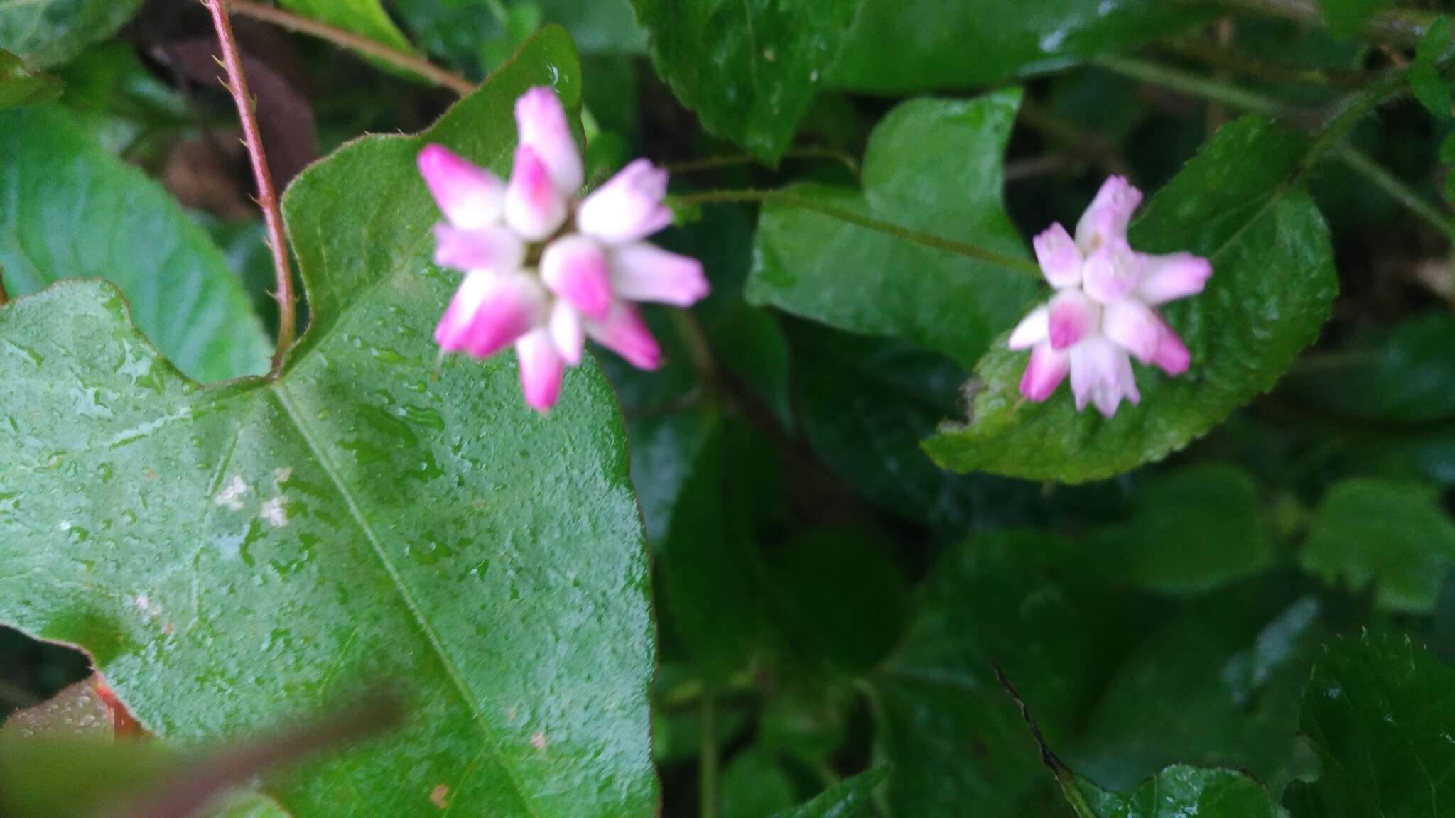 Persicaria senticosa (Meisn.) H. Gross的圖片