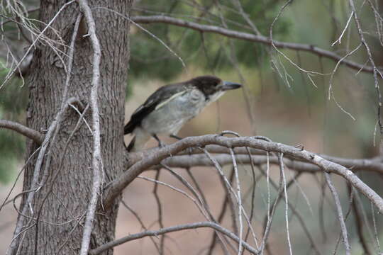 Image of Grey Butcherbird