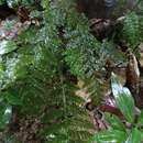 Image of Vandenboschia striata (D. Don) Ebihara