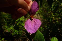 Image of Dalechampia aristolochiifolia Kunth