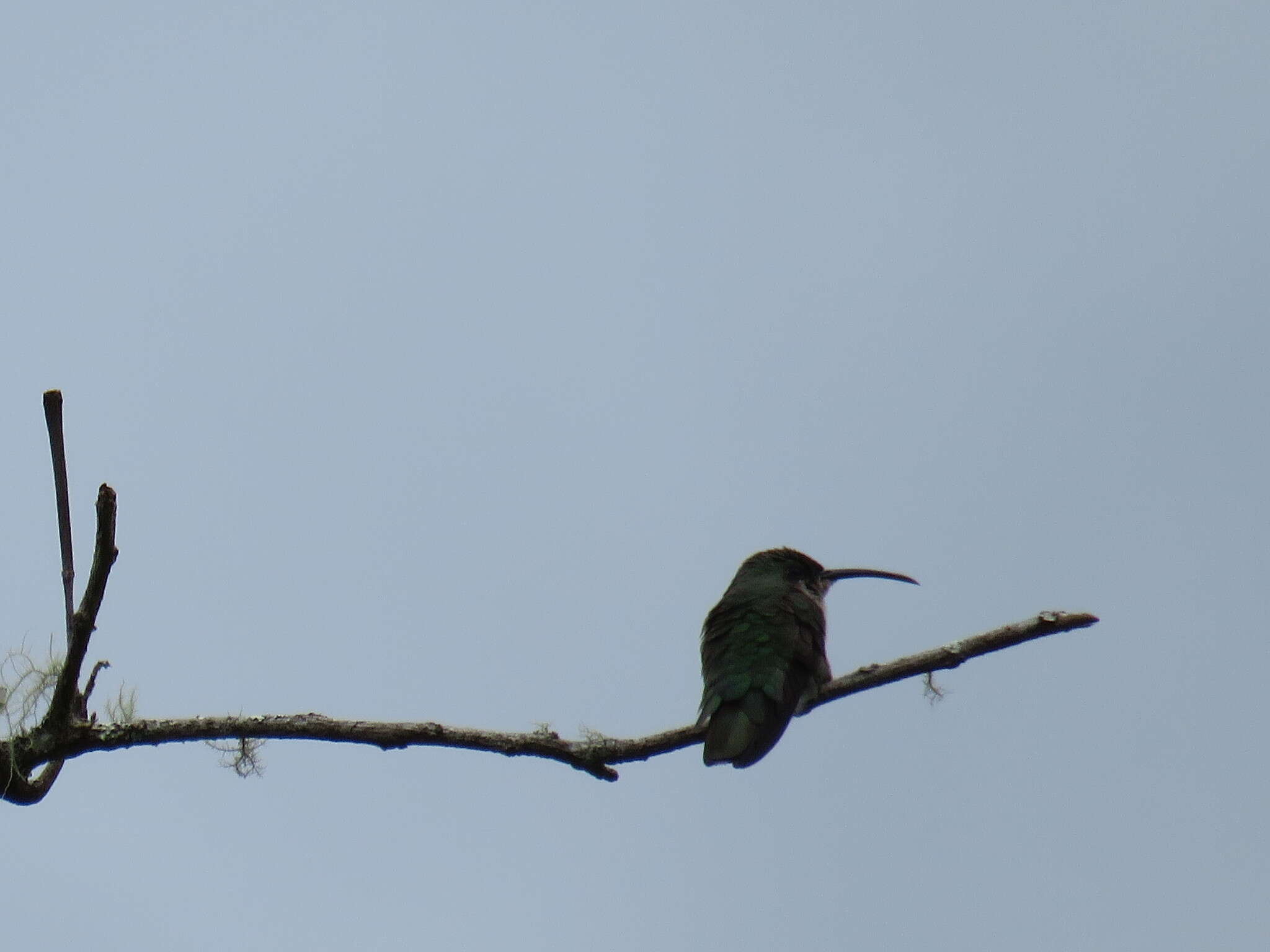 Image of Antillean Mango