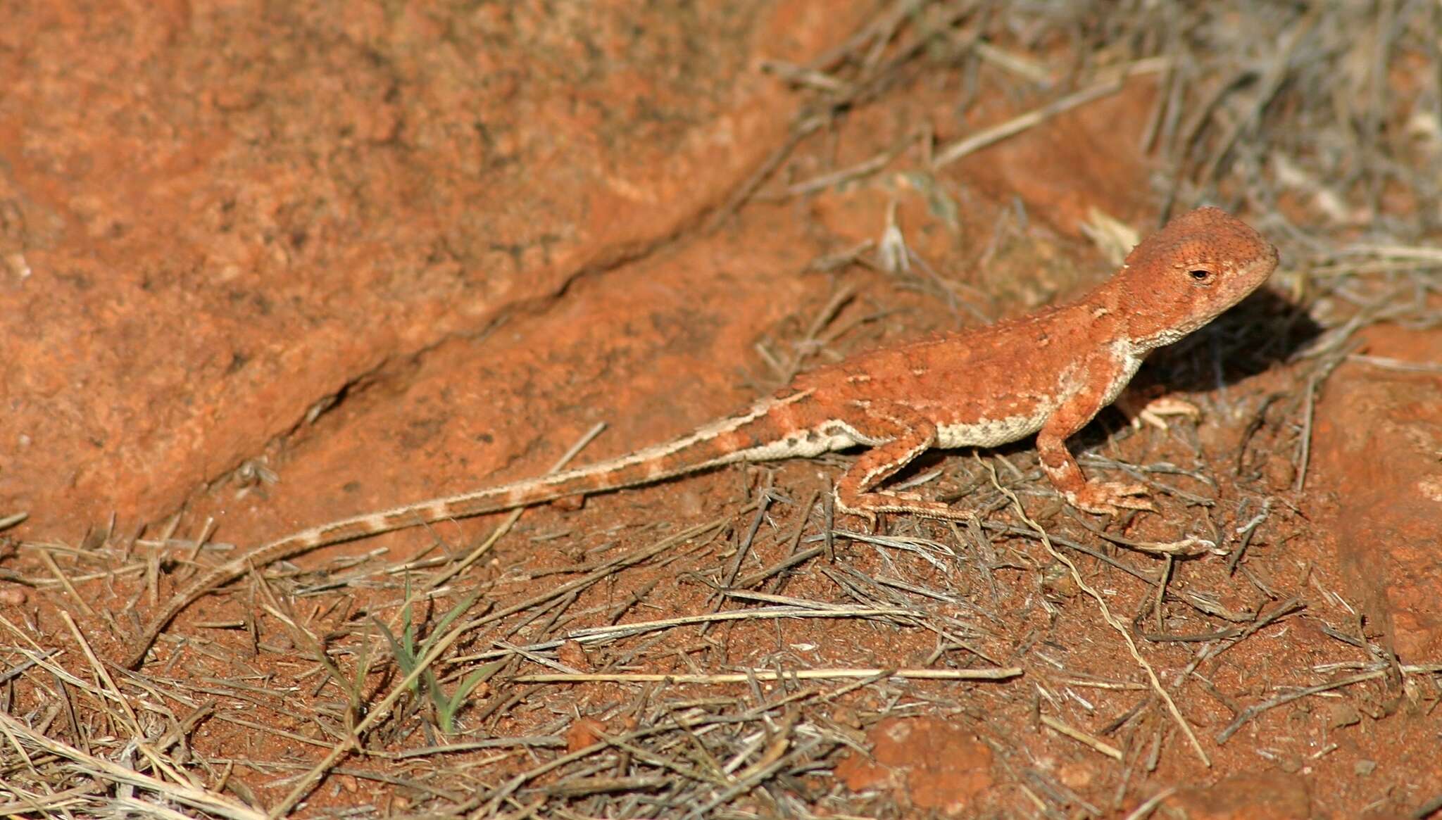 صورة Tympanocryptis centralis Sternfeld 1925