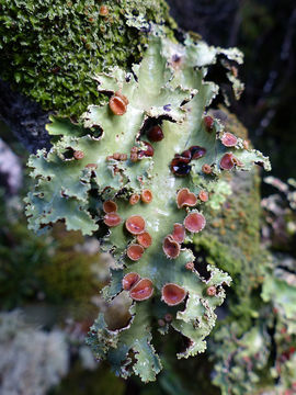 Image of <i>Pseudocyphellaria glabra</i> (Hook. fil. & Taylor) C. W. Dodge