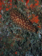 Image of Holothuria subgen. Platyperona Rowe 1969
