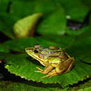 Image of Fukien Gold-striped Pond Frog