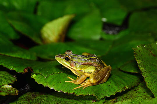 Image of Fukien Gold-striped Pond Frog