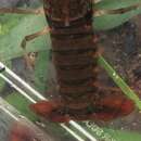 Procambarus pubescens (Faxon 1884) resmi