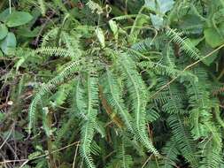 Image of Mexican Umbrella Fern