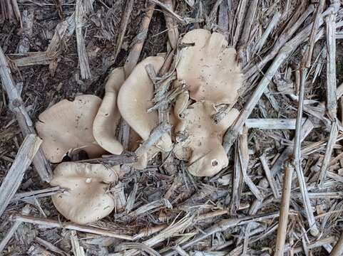 Image of Entoloma griseum Peck 1904