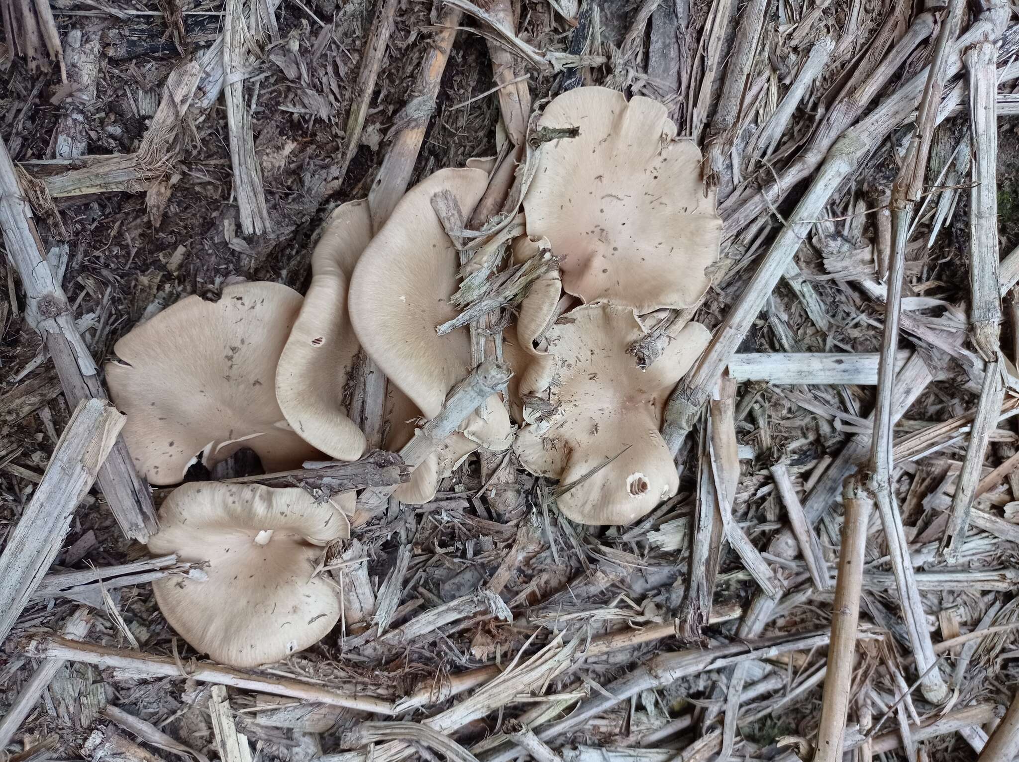 Слика од Entoloma griseum Peck 1904