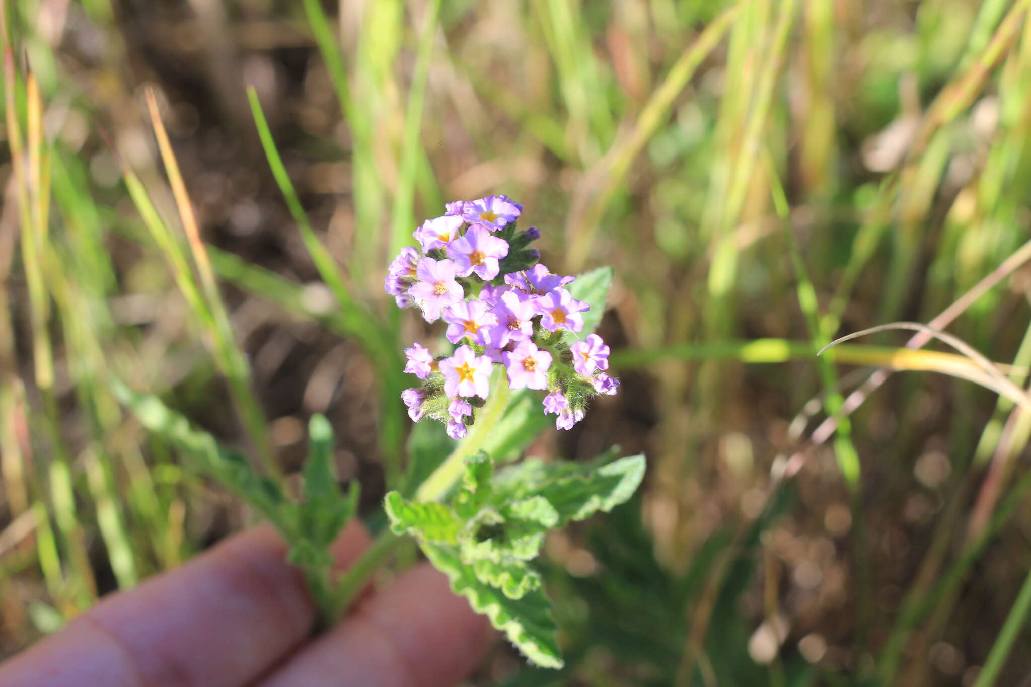 Image of Heliotropium nicotianifolium Poir.