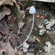 Imagem de Coprinopsis semitalis (P. D. Orton) Redhead, Vilgalys & Moncalvo 2001