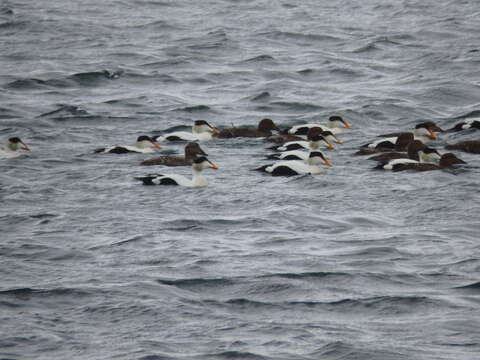 Image of Pacific Common Eider