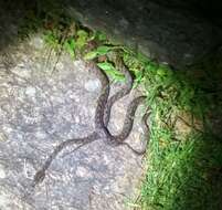 Image of Many-banded Cat Snake