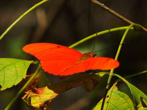 Image of Dryas