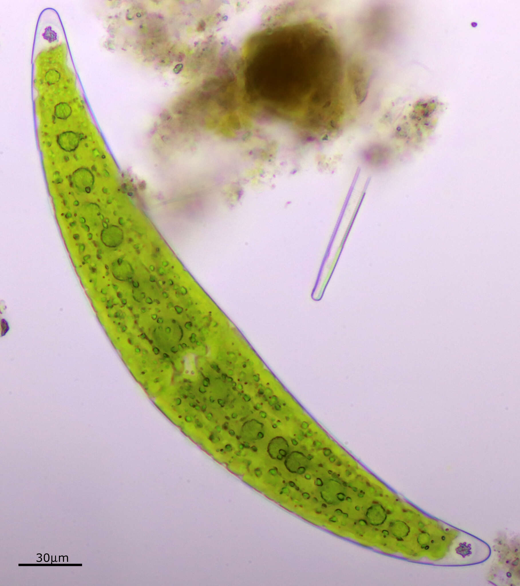 Image of Closterium moniliferum