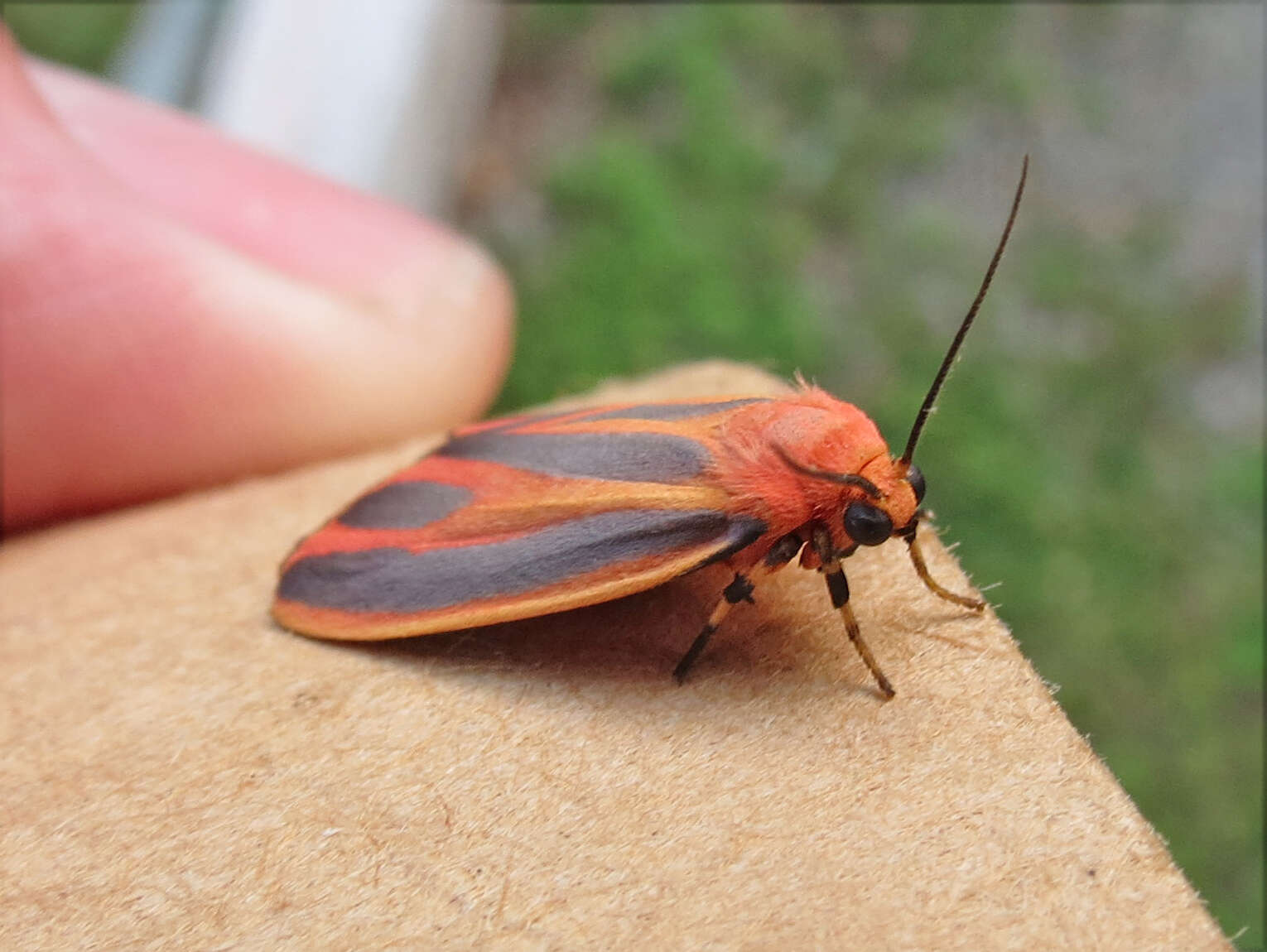 Image of Scarlet-winged Lichen Moth