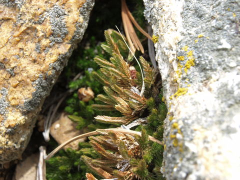 Image of Watson's spikemoss