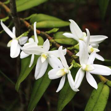 Image de Thrixspermum calceolus (Lindl.) Rchb. fil.