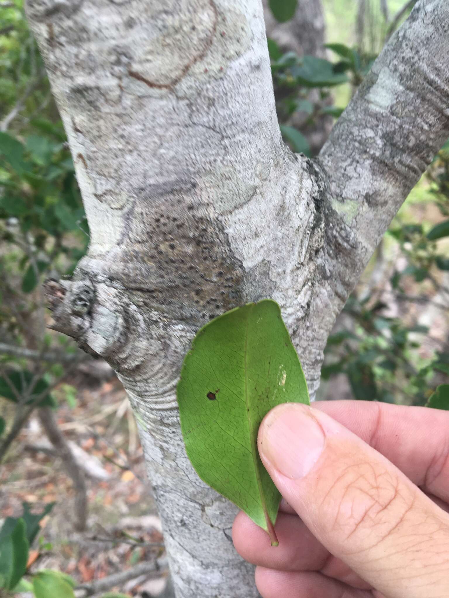 Image de Diospyros geminata (R. Br.) F. Muell.