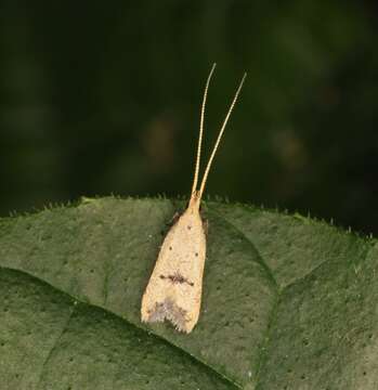 Image of Lecithocera erecta Meyrick 1935