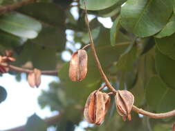 Image of Vochysia lehmannii Hieron.