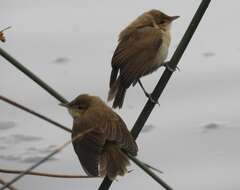 Image of Australian Reed Warbler