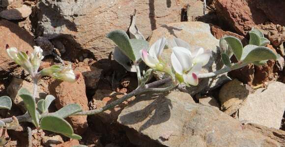 Image of Lotononis pumila Eckl. & Zeyh.