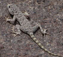 Image of Namib Day Gecko