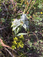 Plancia ëd Chloraea magellanica Hook. fil.