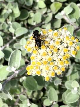 صورة Eristalis alpina (Panzer 1798)