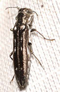 Image of Agrilus obsoletoguttatus Gory 1841