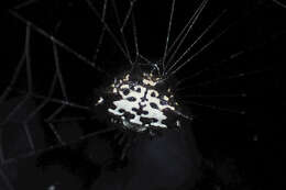 Image of Gasteracantha kuhli C. L. Koch 1837