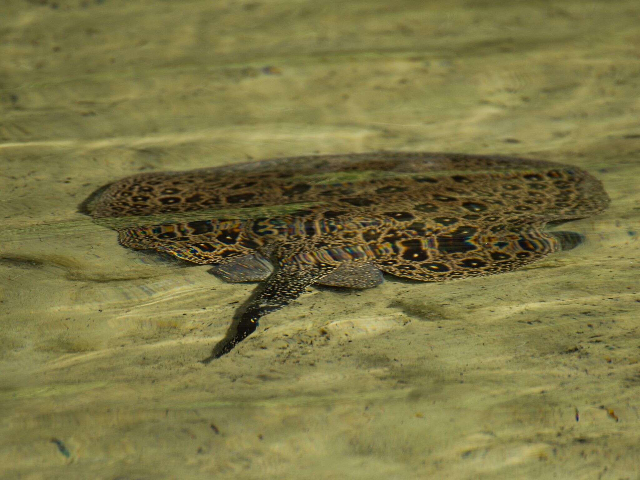 Image of Potamotrygon jabuti Carvalho 2016