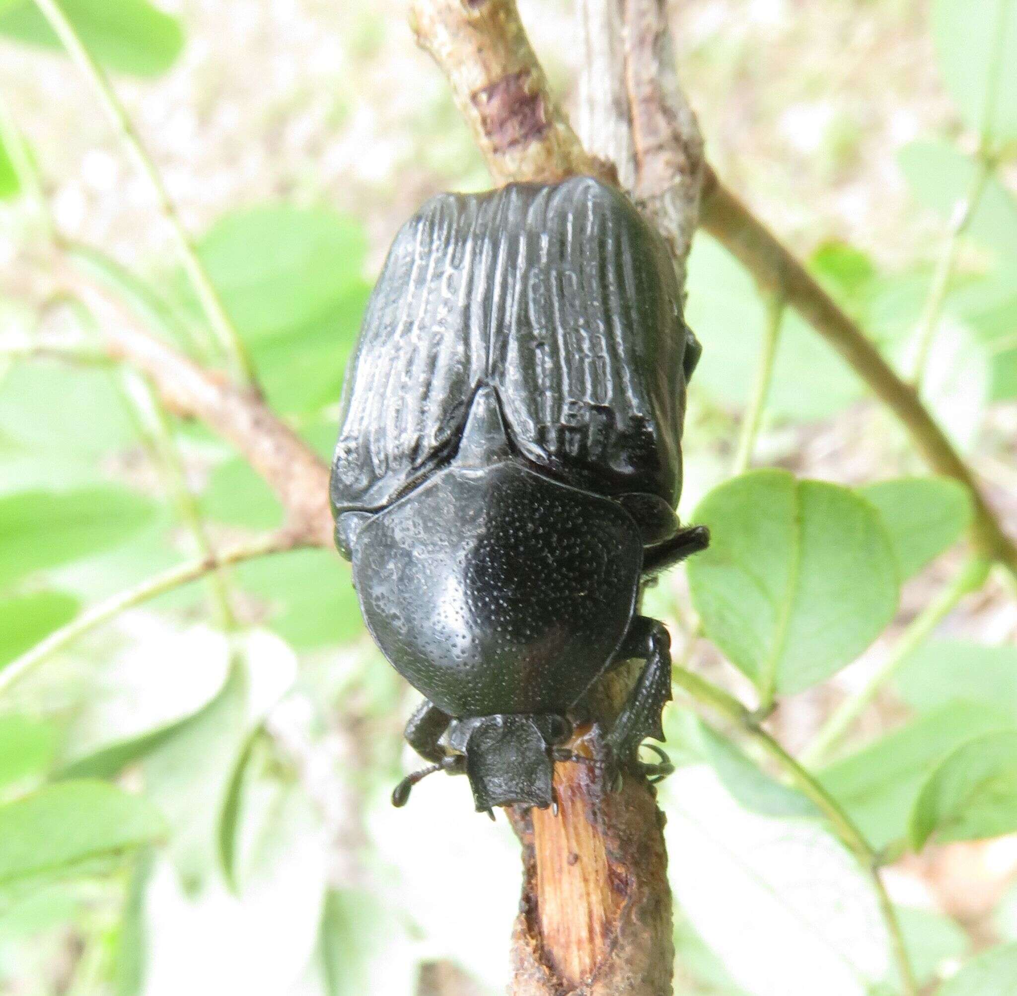 Image de Diplognatha (Apocnosis) striata Janson 1877