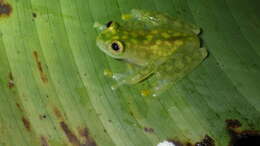 Image of La Palma Glass Frog