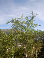 Image of Betula ermanii var. lanata Regel