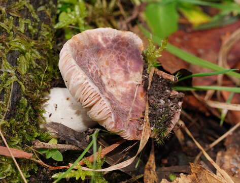 صورة Russula kalimna Grgur. 1997