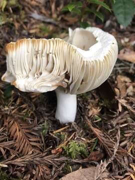 Image of Russula crassotunicata Singer 1938