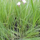 Image of Eulophia calantha Schltr.